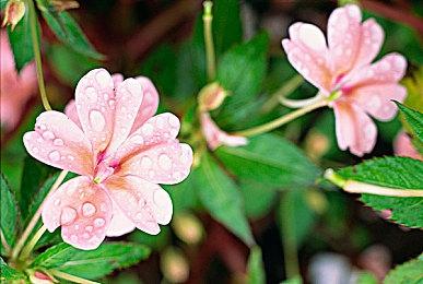 又要鸽了 《空洞骑士：丝绸之歌》目前仍在开发中